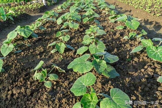 种植丝瓜、南瓜最忌怕哪些施肥方法？如何施肥才高产